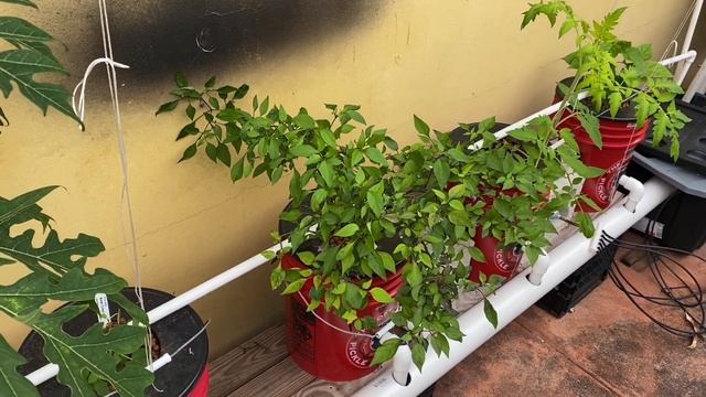 Hydroponic Dutch Bucket Papaya - We had fruit! смотреть онлайн