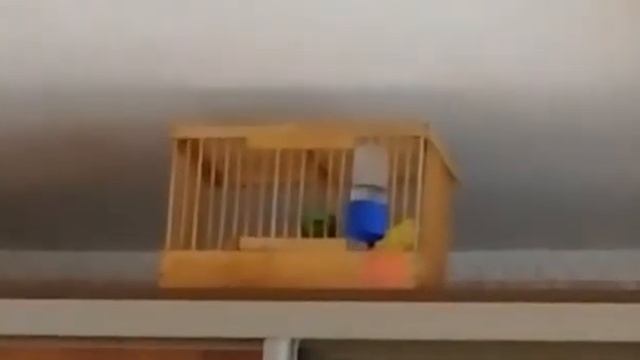 Кенар. смотреть онлайн