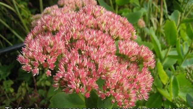 Почвопокровные многолетние цветы смотреть онлайн