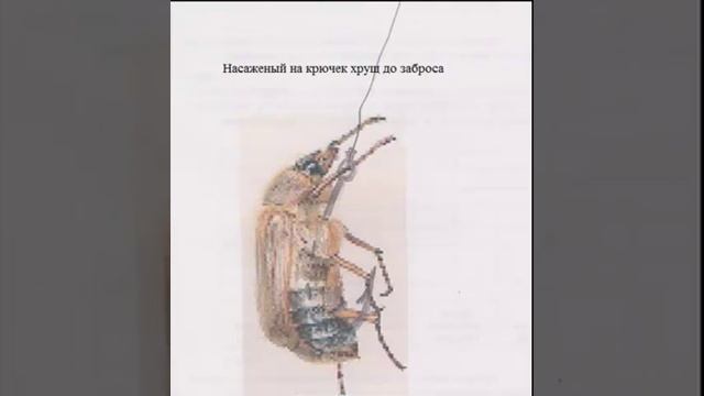 Ловля голавля на хруща, маленькие хитрости смотреть онлайн