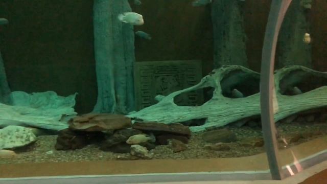 JOHANNESBURG ZOO | THINGS TO DO IN JOHANNESBURG || LIVING IN SOUTH AFRICA