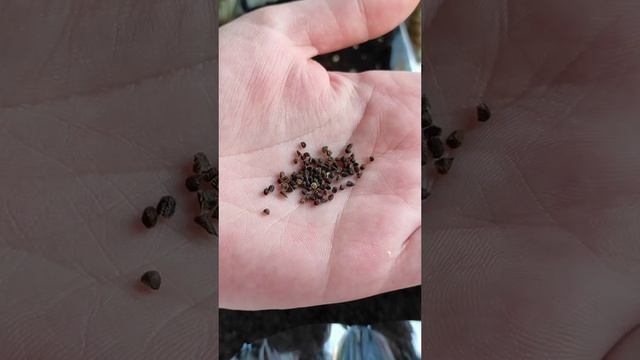 Человек которого искал