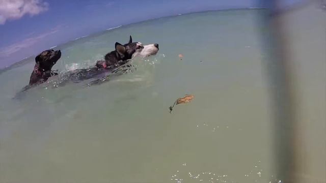 Nikita and athena- crazy hawaii dogs | Jacqueline Bensaid смотреть онлайн