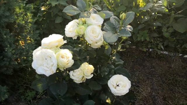 Роза Аваланж (Rose Avalanche)