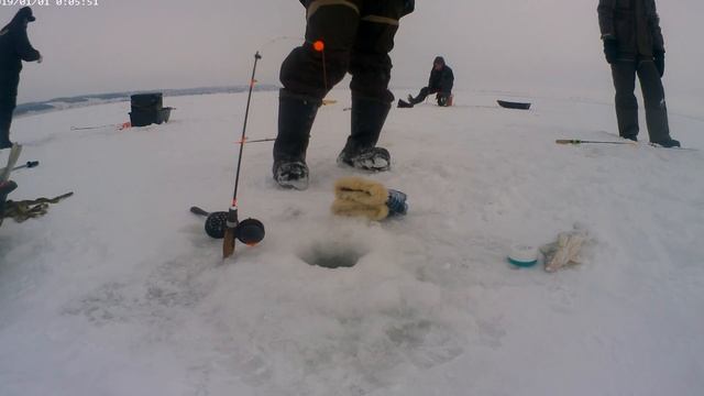 Саночки берша. Волжский судак или бёрш. Ловля берша на тюльку.