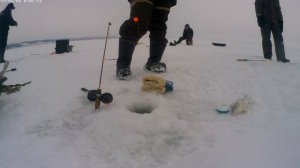 Саночки берша. Волжский судак или бёрш. Ловля берша на тюльку.