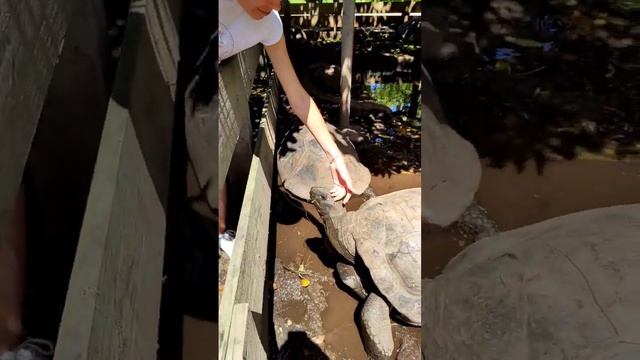 Опять зашли в гости к гигантским сейшельских черепахам #nature #turtle #природа #черепаха #человек смотреть онлайн