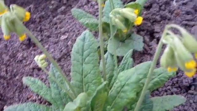 Самые красивые стихи про первоцвет. смотреть онлайн