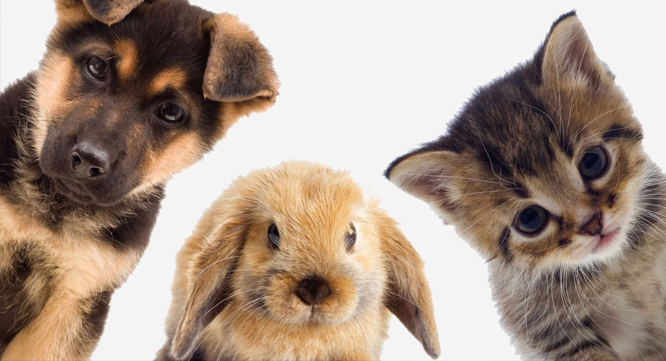 ЗАЩИТА ДЛЯ ЖИВОТНЫХ. ДЛЯ ВСЕХ. ВЕДЬМИНА ИЗБА ИНГА ХОСРОЕВА.mp4