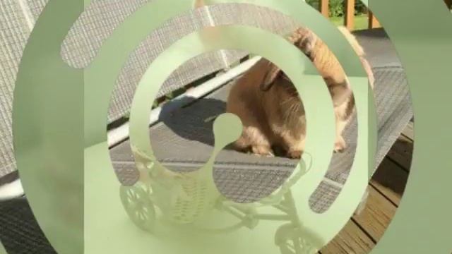 Классные рингтоны смотреть онлайн