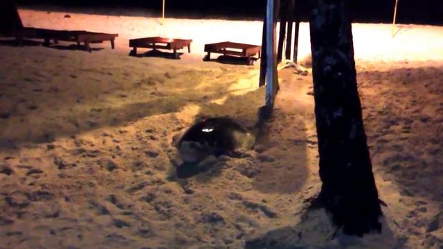 Черепаха роет яму для своих яиц. Пляж Шри Ланка. смотреть онлайн