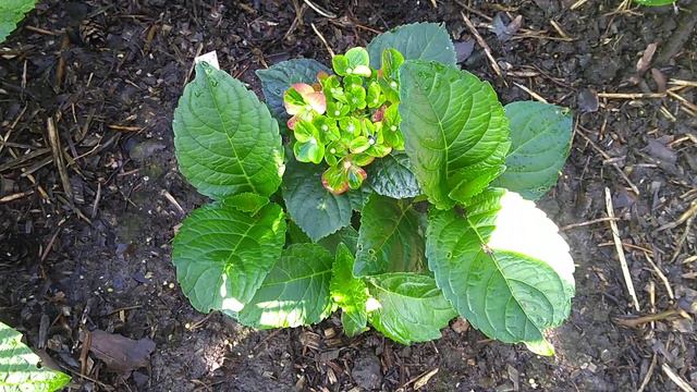 6 июля 2020 г. Крупнолистные Гортензии. смотреть онлайн