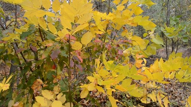 Красивое осеннее дерево Осенний лес