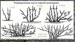 Какие правила обрезки черной смородины осенью, схема?