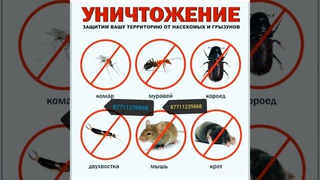 Как избавиться от клопов и тараканов. Павлодар звоните мы поможем смотреть онлайн