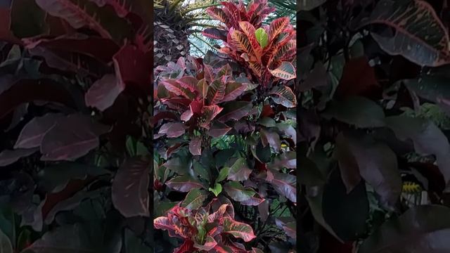 Cróton Vermelho (Codiaeum Variegatum) смотреть онлайн