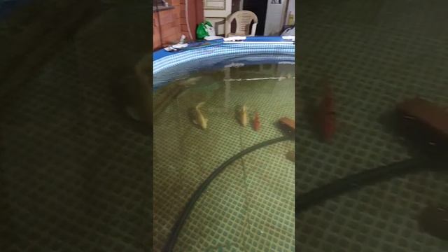 Не большое рыбное хозяйство и ОЗВ своими руками. смотреть онлайн