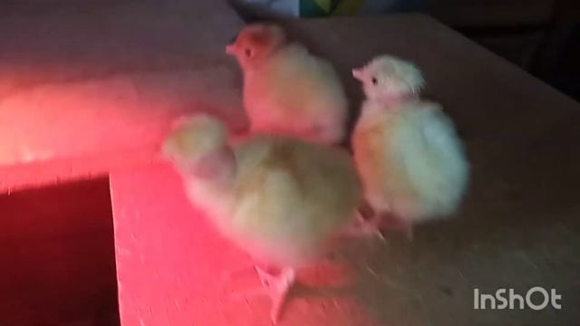 будни птицевода серия 7,,вывод цыплят 2022 часть 2