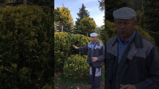 Туя Брабант Gold - продажа саженцев | КФХ Манаков смотреть онлайн