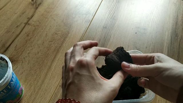 Как не надо выращивать рассаду огурцов 🌿😳 ошибки новичка 🤔 смотреть онлайн