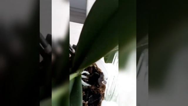 ?Орхидея цветет!?Чем поливать во время цветения??? смотреть онлайн