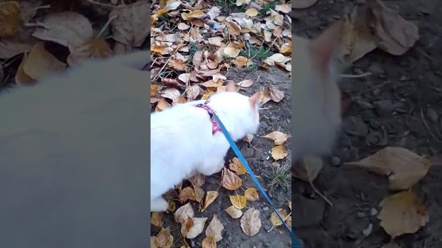 #Что такое осень. Бася и очень много листьев. смотреть онлайн