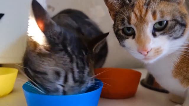 SlivkiShow Как он ПОРВАЛ алгоритмы Ютуба смотреть онлайн