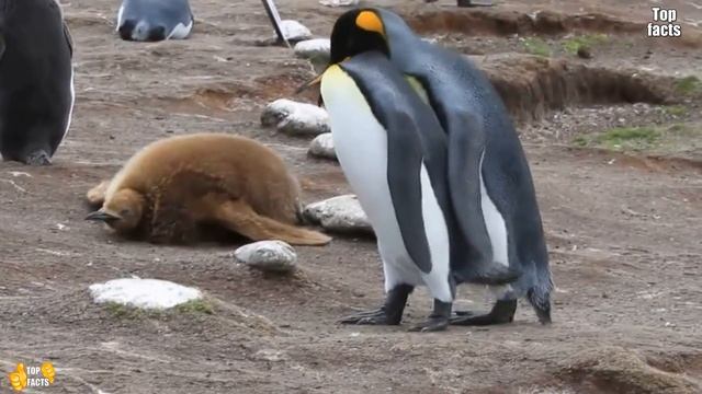 КАКАЯ ЛЮБОВЬ ЖИВОТНЫХ! СМОТРЕТЬ ВСЕМ!!! смотреть онлайн