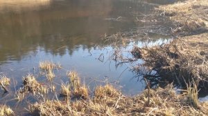 Нерест щуки