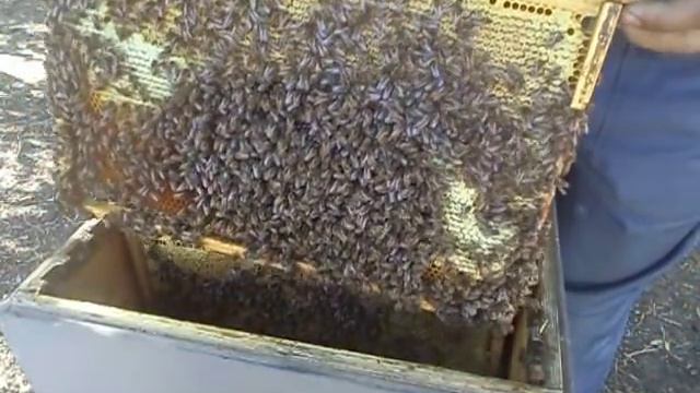 Собираем пчелиное гнездо в зиму (легко и просто) смотреть онлайн