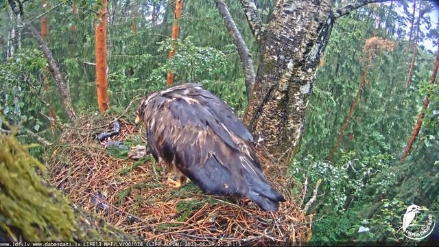 LDF Mazais ērglis~Little #2 died ?Fly high sweet little one~9:30 pm 2023/06/19 смотреть онлайн