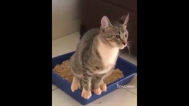 4Chan Смешные Мемы и Видео Сборник под Орешки Посмотреть