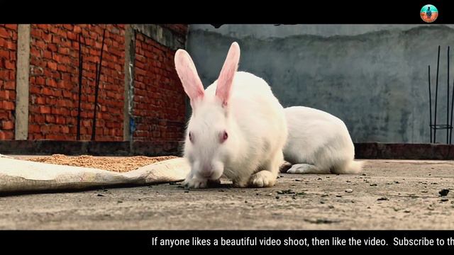 Redmi Note 8 pro Cinematic Video Shoot | #Redmi #Semplevideo |AvonPictures/Ravi смотреть онлайн