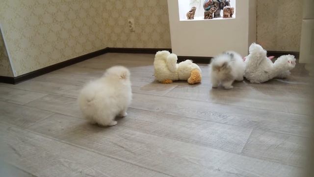 Померанский шпиц /Цвергшпиц .Пушистые комочки. смотреть онлайн