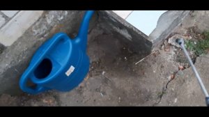 Как избавиться от двухвосток.