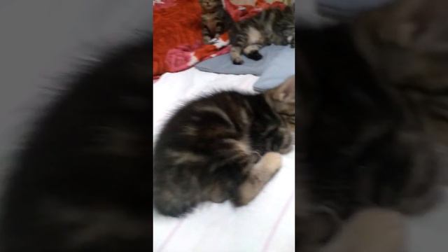 Котята бобтейла 42 день смотреть онлайн