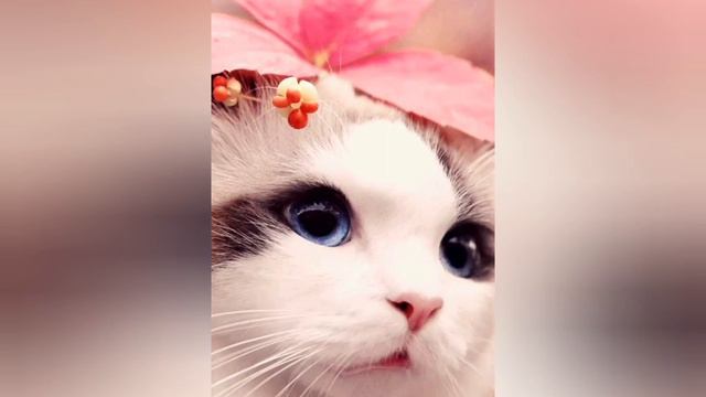 с добрым утром /очень милые котики /отправь другу утром /прекрасного дня смотреть онлайн