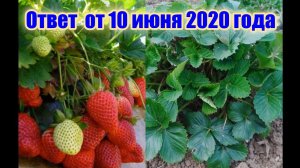 Почему не цветёт и не плодоносит клубника? Или как отличить мужские и женские кусты клубники? 2020г