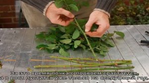 Чайно-гибридные розы: посадка и уход