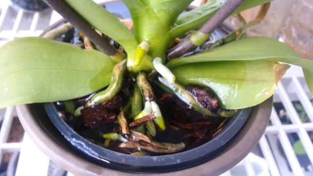 How To Water Your Phalaenopsis Orchid "Get Your Green Roots Back" смотреть онлайн