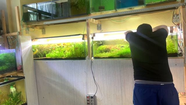 Сколько углекислоты подавать в аквариум ??? смотреть онлайн