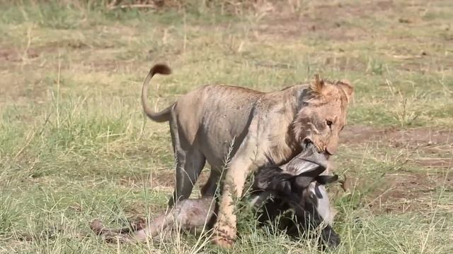 INACREDITÁVEL ANACONDA NA ÁFRICA? смотреть онлайн