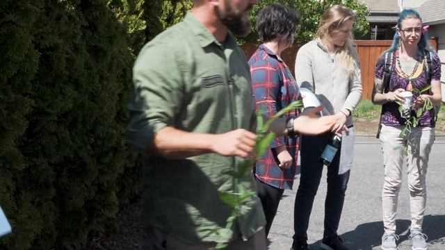 Wild Edibles With Sergei Boutenko: Wild Sweet Pea–Lathyrus Latifolius + Search Image & Meristems