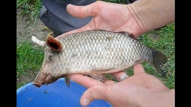 Рыба с головой свиньи смотреть онлайн