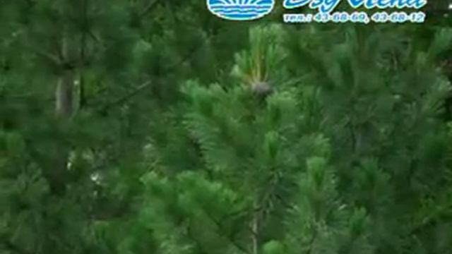 Мутукча сыта