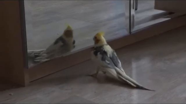 Мой попугай - корелла танцует. смотреть онлайн