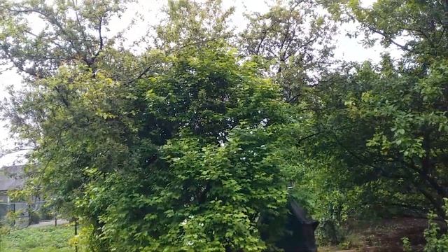 Куст калины . смотреть онлайн