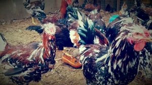 Ливенские ситцевые куры( подростки) молодняк 2019.