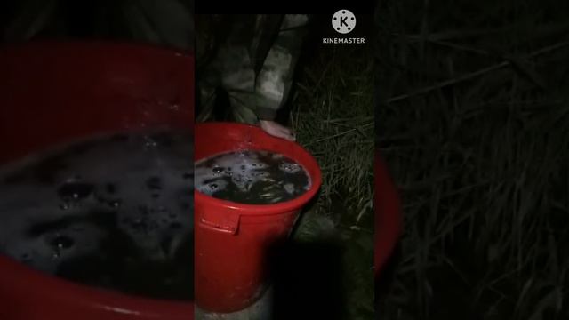 переселение малька