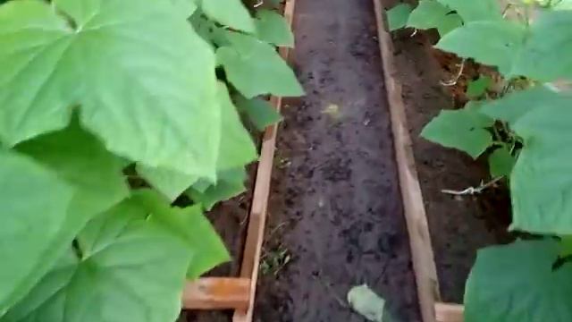Не растут огурцы
